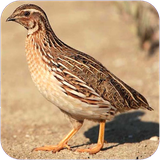 eshgh.parvarashbaldarchin