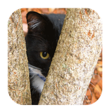 com.everydaysapps.findthecat