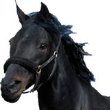 com.gyu999.horserace