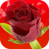 com.usfdev.RosesFlowersLiveWallpaper