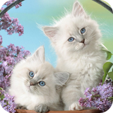 com.cat.wallpaper.catbestwallpaper