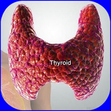 bmw.thyroid