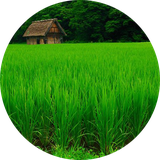 ir.afatbimari.berenj