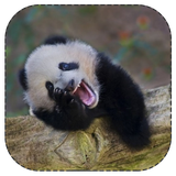 dastan.haye.khushmaze