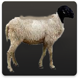 com.pishtaznovin_ht.gosfand