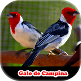 com.appscroy.meugalodecampina