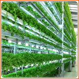 com.berkebunhidroponik.salwadeveloper