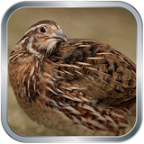 ir.hooshima.belderchin