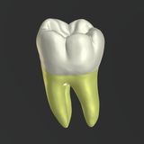 com.apps4dentist.dentalanatomy