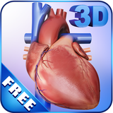 com.visual3dscience.heart