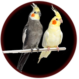 cockatiel.app
