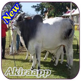 com.broilercattle.akiraapp