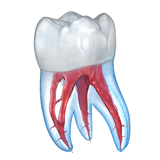 com.alexmit.dentalillustrations