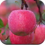com.AppleWallpaper.fruitapplewallpaper.fruitwallpaper.beautifulapplewallpaper