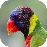 folad.parandeganeafrigha