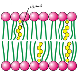 com.txtApi24novinsoft99.kolostrol