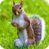 com.wallpapersquirrelwallpaper.wallpaperhd