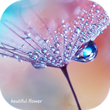 theme.flower.plant.rose.mediapad.t5.most.beautiful.dewdrop.andriod.launcher.wallpaper