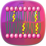 com.phoinix_books_t.kolostrol