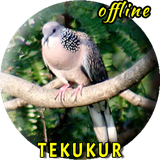 com.miracle.master.kicau.terbaik.terbaru.suara.burung.tekukur.betina.jantan.gacor.ngerol