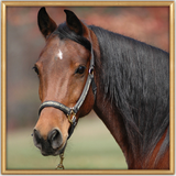 com.HorseHDLiveWallpaper