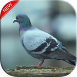com.PigeonWallpaper.nature.dove.birds.beautiful.background.wallpapers