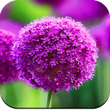 com.Purplewally.Purplepictures