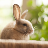 com.livewallpapers3d.cuteanimals