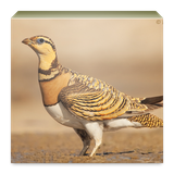 com.reza.wikiparande