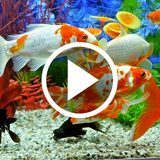 aquarium.cost.videowallpaper