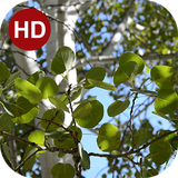 ir.hmh.PeaceLiveWallpaper_3_free