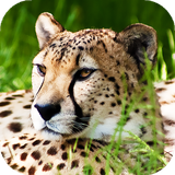 com.wallpapers.and.backgrounds.cheetach.wallpapers.hd