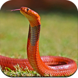 com.hd.snake.wallpaper.nice.snakewallpaper.nicewallpaper