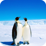 com.penguin.wallpaper.penguindulalwallpaper