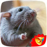 com.Free.Natural.Sounds.Ringtones.Effects.Rat