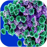 tehran.baakterihaygarmmosbat