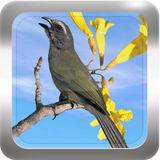 appinventor.ai_rodrigo2017.CantoTrincaFerro