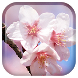 com.androidwasabi.livewallpaper.sakura