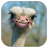 amozash.Parvaresh.shotor.morg