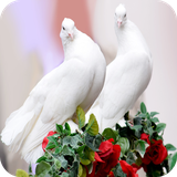 com.pigeon.wallpaper.pigeonbestwallpaper