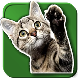 info.vazquezsoftware.cats