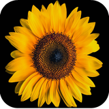 com.hd.sunflower.wallpapers.best.flower.wallpapers.nise.sunflower.wallpapers