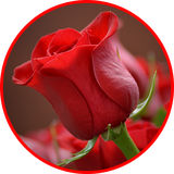 com.GIF_images.flowers