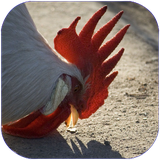 star2.goshyhavatokhmmakian