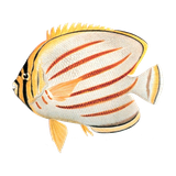 org.thatquiz.tqmobclient