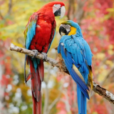com.livephoto.live_wallpaper.beautybirds