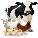 com.txtApi24novinsoft99.damdare