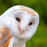 com.bt.cuteowlwallpaper