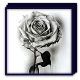 com.amsiana.drawingflowerart