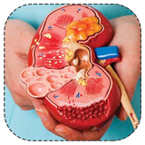 haneh.chiz.dar.bareh.sang.kolieh